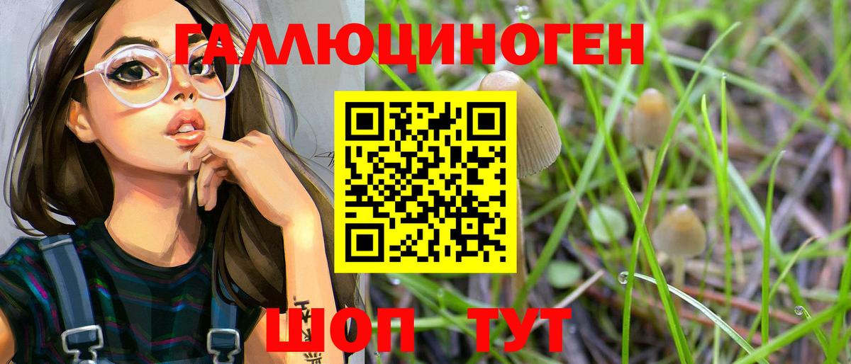 Галлюциногенные грибы Psilocybe Курчатов